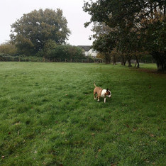 Dog playing in a large dog walking field
