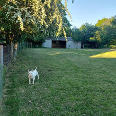 Dogs playing in grass