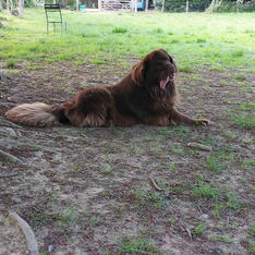 Dog lying down in field