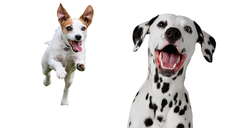 Small dog running and Dalmatian smiling