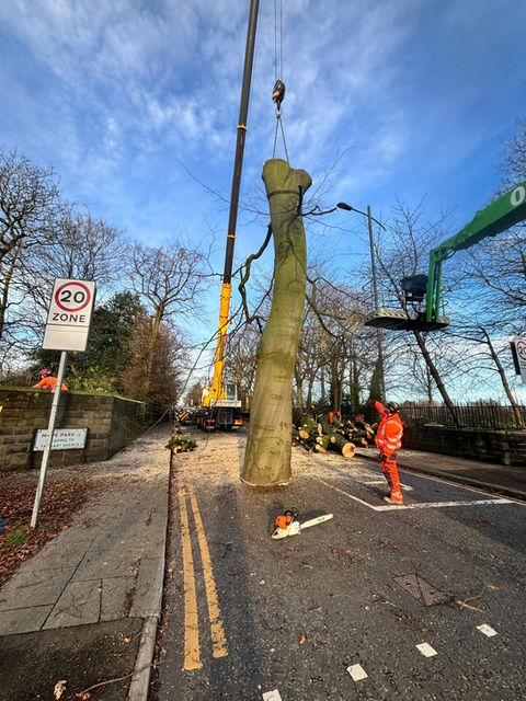 Tree surgeons at work with cherry picker