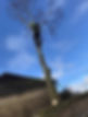 Tree surgeon performing tree surgery in a garden