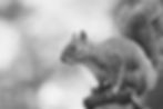 Grey squirrel