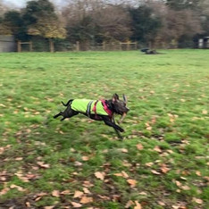 Dog running through a field