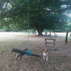 Dogs playing at dog park