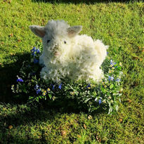 Sheep theme funeral flowers