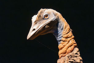 Ohio University Researcher Reveals Pterosaurs Evolved Flight Brains Differently Than Birds