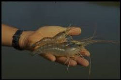 M. Rosenbergui - female