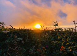 You Too, sunset, plants, hedge, orange sky, orange, sky, sun, sunrise
