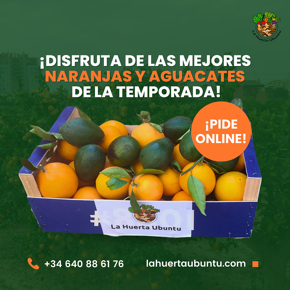 CAJA SURTIDA 6KG NARANJAS + 2 KGR AGUACATES