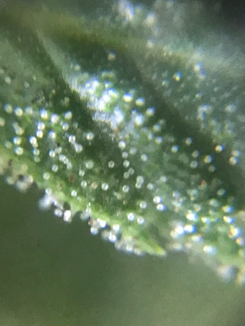 HEMP Edu. for Individual learners