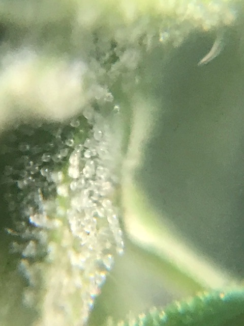 Thumbnail: HEMP Edu. for Individual learners