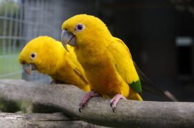 Animais Brasileiro