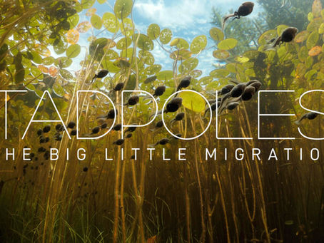 TADPOLES: The Big Little Migration