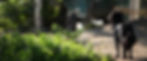 alf-our-story-banner-2.jpg