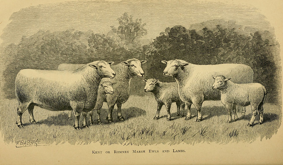 Romney wool