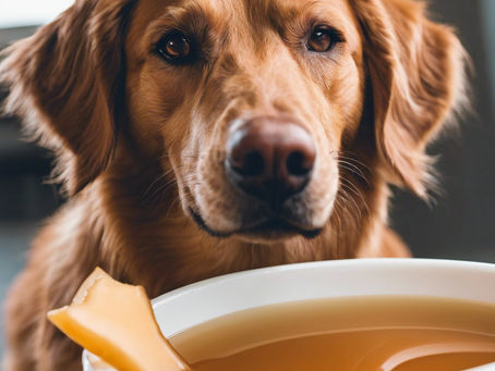 Bone Broth for Dogs: Boost Joint, Gut, and Liver Health with Easy Homemade Recipes