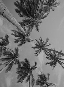 Palm Trees_edited.jpg