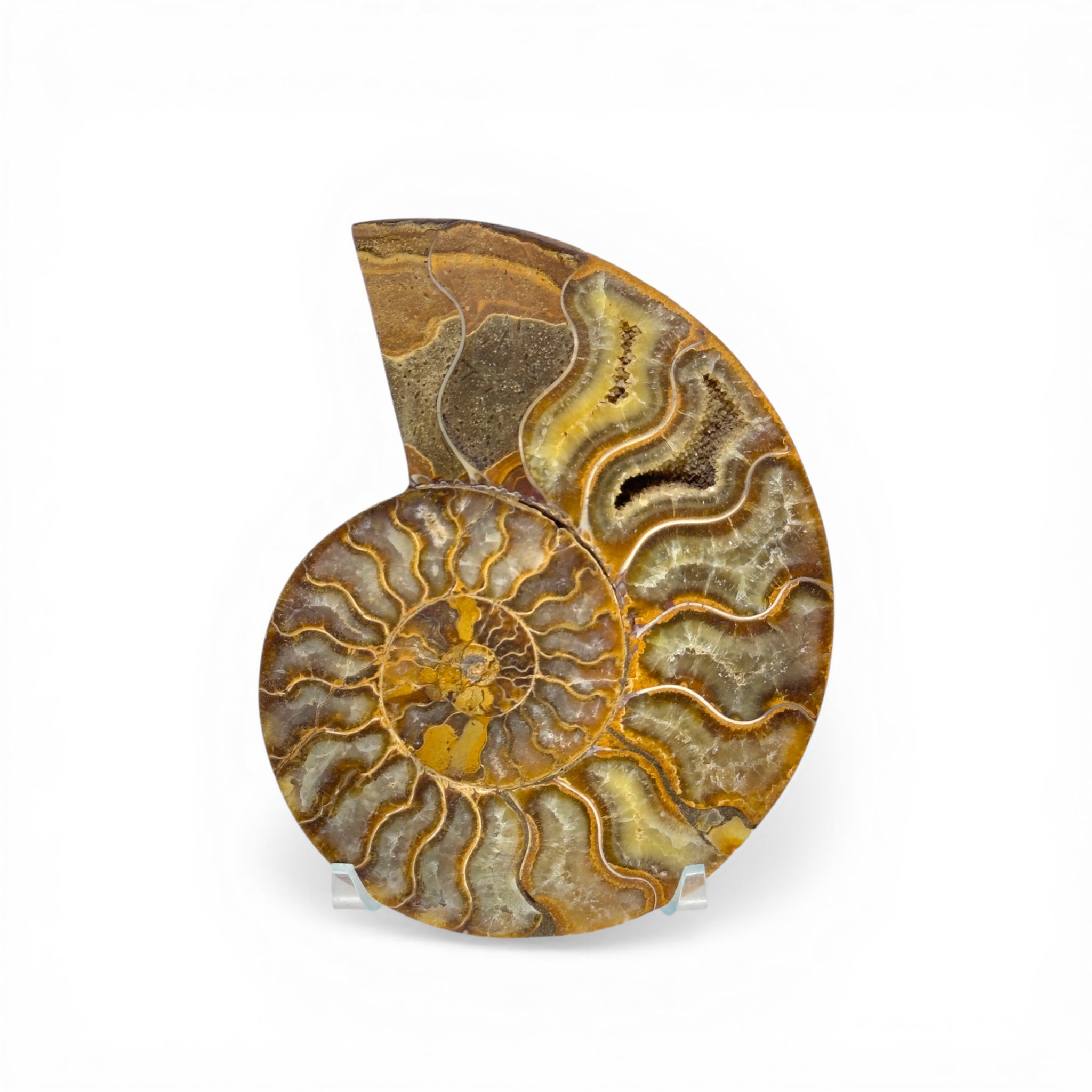 Polished Ammonite Fossil on Acrylic Stand