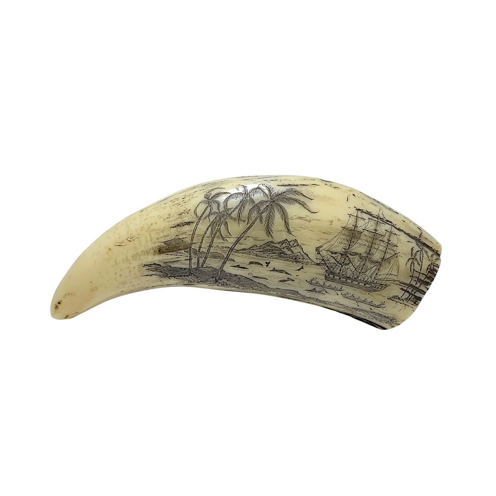 Miniatura: Resin Walrus Tusk Scrimshaw
