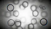 Frosted Glass 4.webp