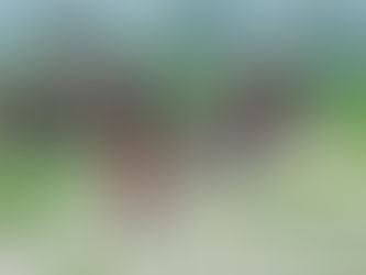 Take Action on World Elephant Day