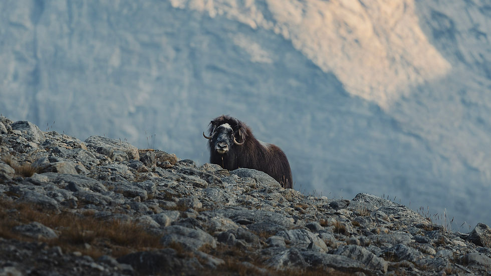 _VALENTIN PILATE(8).jpg