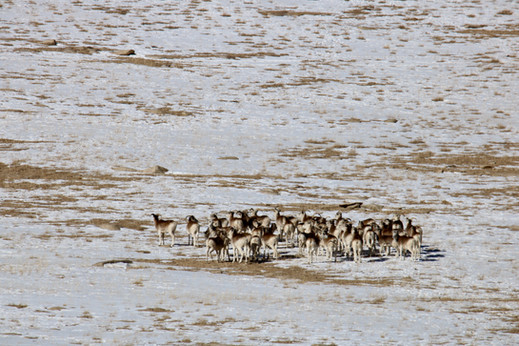 Marco Polo herd in Tadjikistan