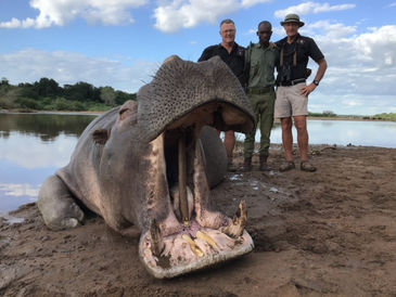 Hippo -Bill Lemon Safaris