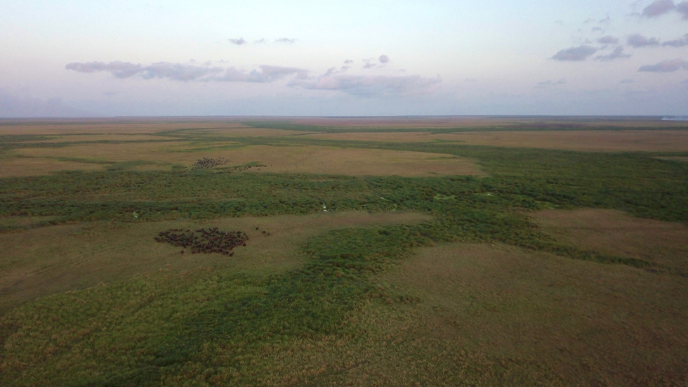 Swamp buffalo hunting in Mozambique