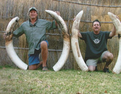Elephant Tusks-Bill Lemon Safaris