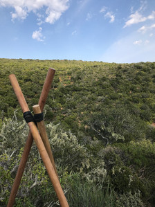 Eastern cape kudu down