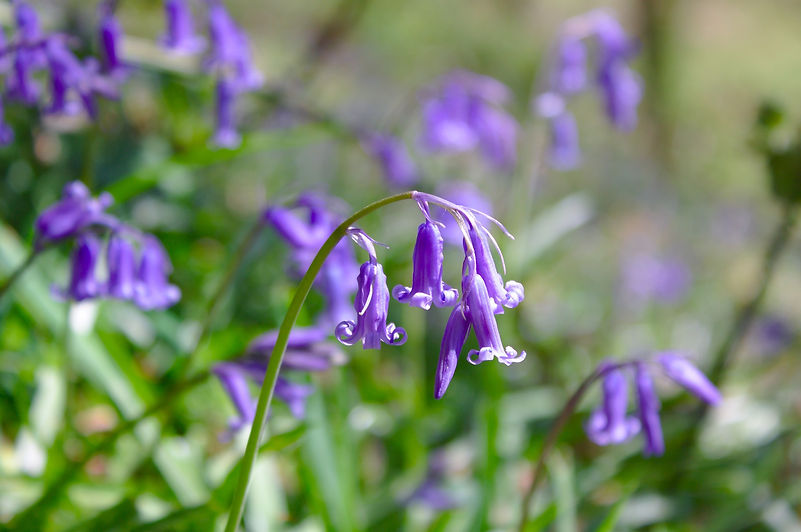 beautiful-flowers-5043507_1920.jpg