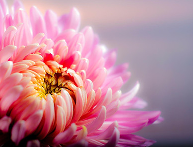 close-up of a beautiful pink and gold flower