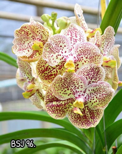 V. Kulwadee fraggrance x V. Jaopraya sapphire | lotsoforchids.com