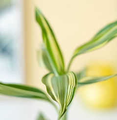 Lucky-Bamboo-tree-BloomPost-27.jpg
