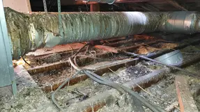 Infestation de pigeons dans les combles - Agilys Services