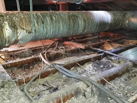 Infestation de pigeons dans les combles - Agilys Services