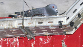 Se débarrasser des pigeons dans un parking, avec zone de nidification sur un chemin de câbles. Intervention Agilys Services pour le nettoyage, la désinfection et la mise en place du dispositif Filet anti volatiles