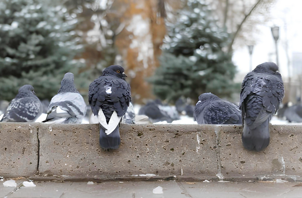 Pigeons sur rebord de trottoir en hiver - Agilys Services