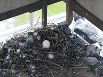 Nid de pigeon sur un balcon, que dit la loi - Agilys Services