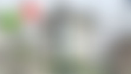 Les pigeonniers contraceptifs : une fausse ou vrai solution face à la prolifération des pigeons ?