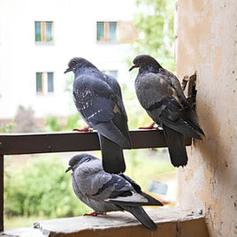 Ai-je le droit d'installer un filet anti pigeon sur un balcon ?