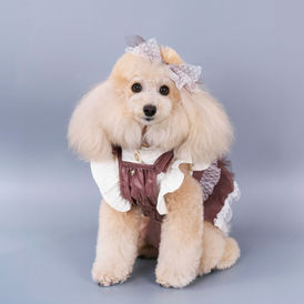 강아지모델
강아지
반려동물에이전시
고양이모델에이전시
강아지모델에이전시