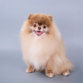 강아지모델
강아지
반려동물에이전시
고양이모델에이전시
강아지모델에이전시