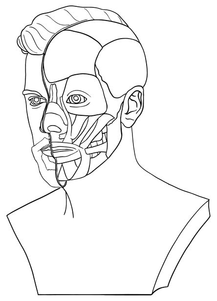 AnitomicalHead.jpg