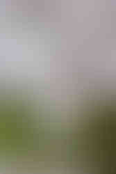 Bride's wedding dress at the Brazilian Room in Berkeley, CA