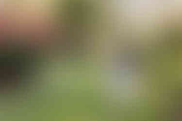 little black and hispanic girl standing in rose garden