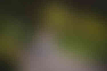 engaged couple sitting on boardwalk in the San Francisco botanical gardens