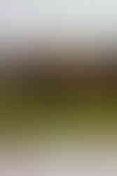 Ceremony alter at the Brazilian Room in Berkeley, CA